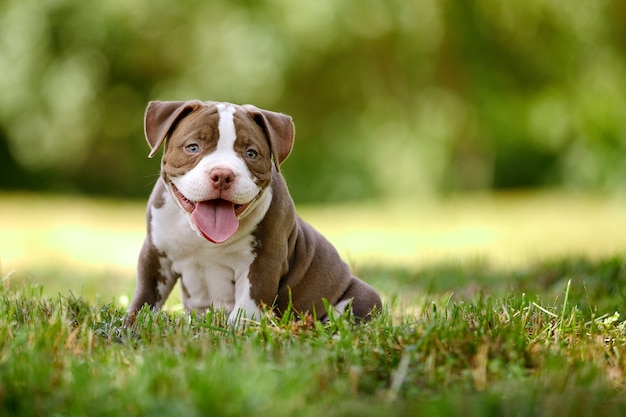 Primer plano de un cachorro American Bully, un pequeño cachorro retoza y corre bajo el sol entre la hierba, un cachorro muy lindo en el césped, lanza el espacio.