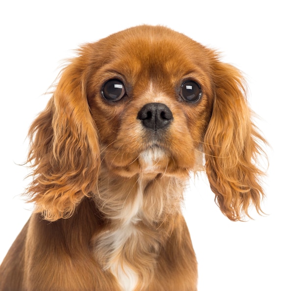 Primer plano de un cachorro Cavalier King Charles Spaniel, aislado en blanco