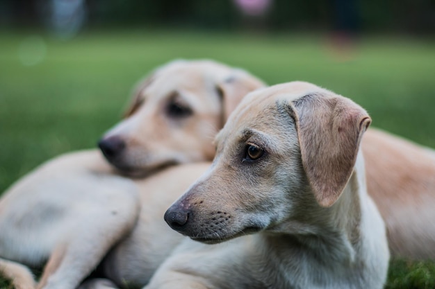 Primer plano de un cachorro en el césped