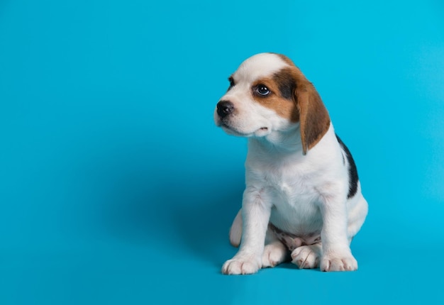 Primer plano de un cachorro contra un fondo azul