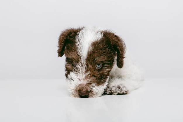 Primer plano de un cachorro Fox Terrier