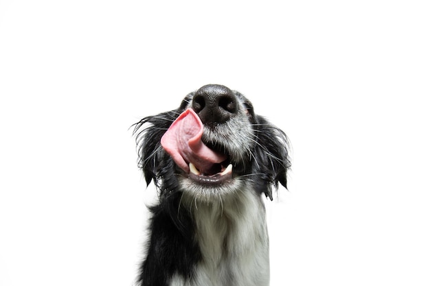 Primer plano cachorro hambriento lamiendo sus labios con lengua aislado sobre fondo blanco