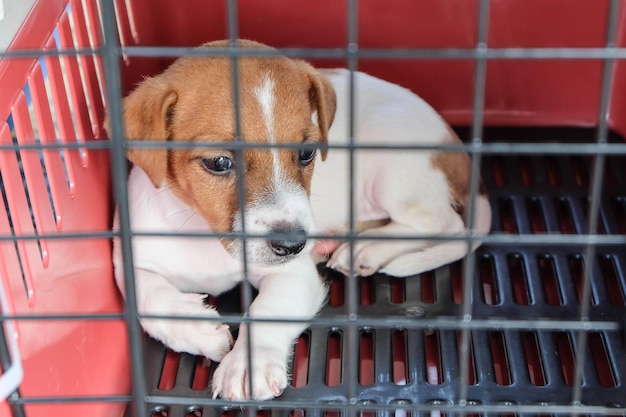Primer plano de un cachorro en una jaula