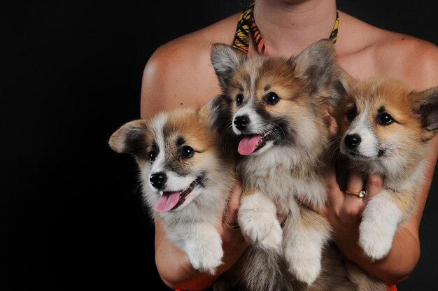 Foto primer plano de un cachorro con la mano