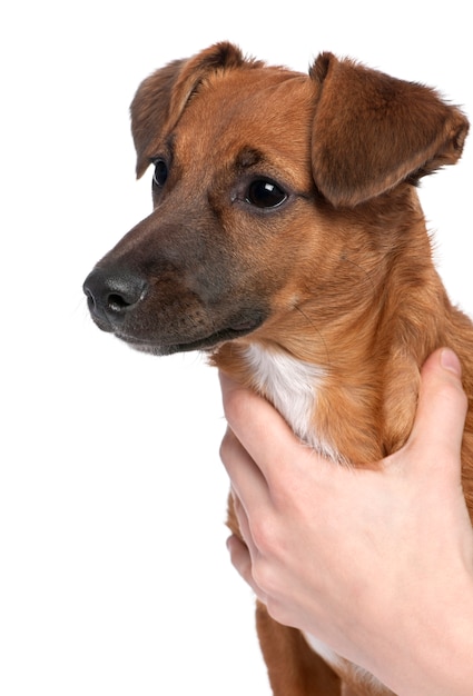 Primer plano de un cachorro mestizo marrón o de raza mixta con 6 meses de edad.
