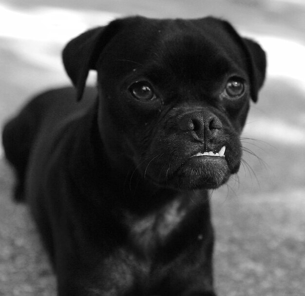 Foto primer plano de un cachorro negro