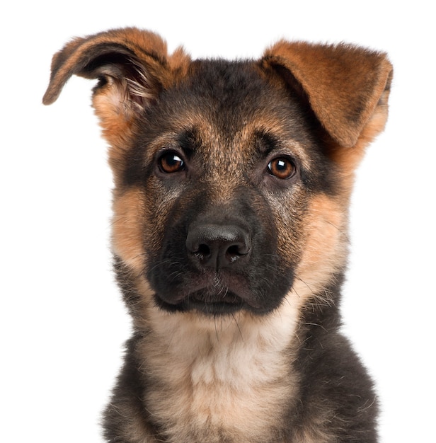 Primer plano de cachorro de pastor alemán, 3 meses de edad,