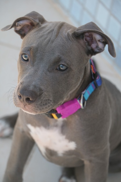 Primer plano de un cachorro de perro pitbull en casa.