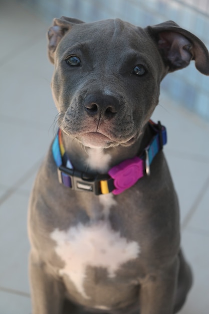 Primer plano de un cachorro de perro pitbull en casa.