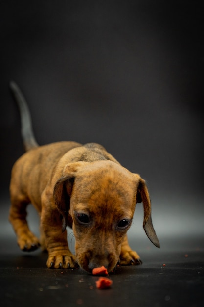 Primer plano de cachorro de perro salchicha comiendo con fondo negro