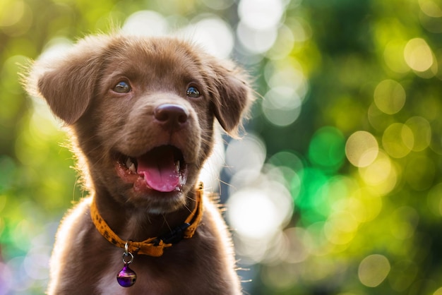 Primer plano de un cachorro sacando la lengua mientras mira hacia otro lado