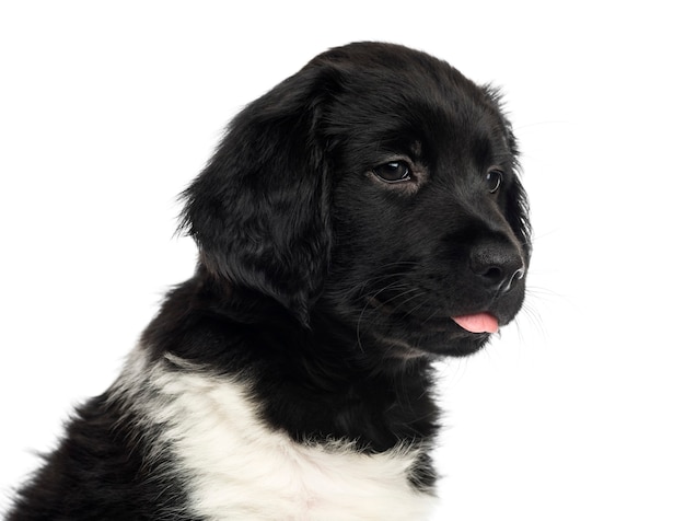 Primer plano de un cachorro Stabyhoun aislado en blanco