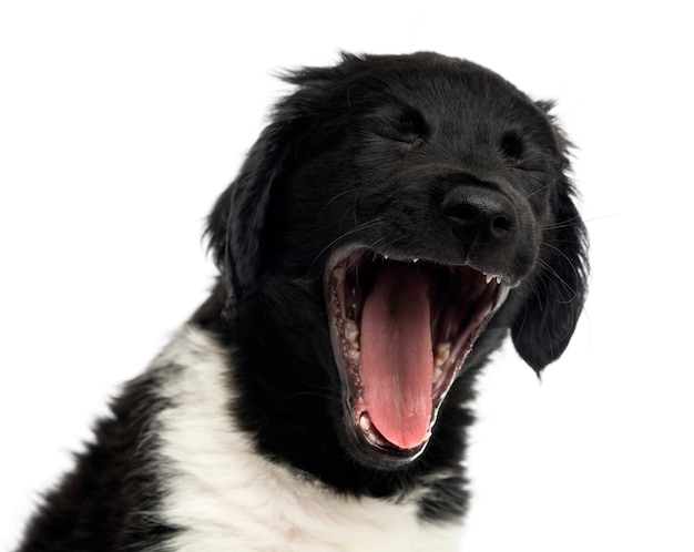 Primer plano de un cachorro Stabyhoun bostezando aislado en blanco