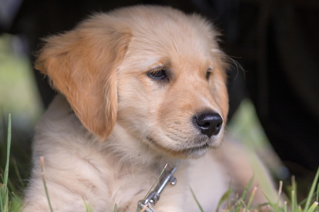 Primer plano del cachorro