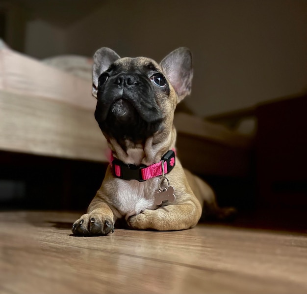 Foto primer plano del cachorro