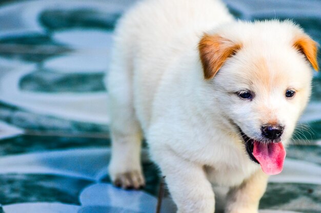 Foto primer plano del cachorro