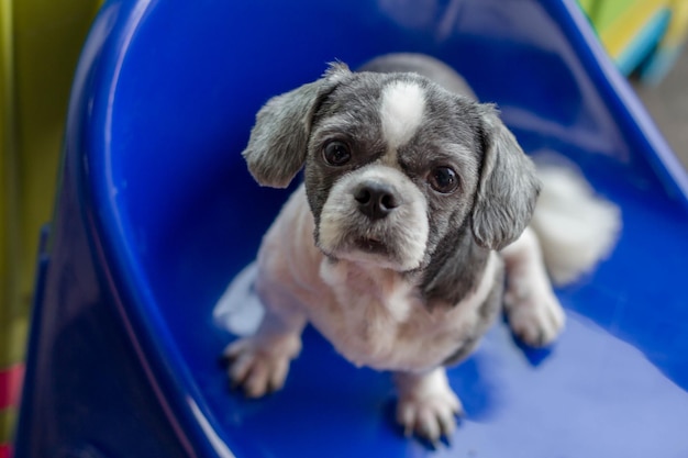 Foto primer plano del cachorro