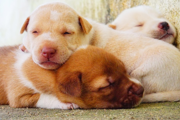 Foto primer plano de cachorros durmiendo juntos