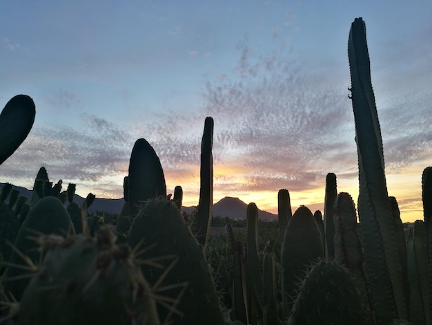 Foto primer plano de cactus en el campo contra el cielo durante la puesta de sol