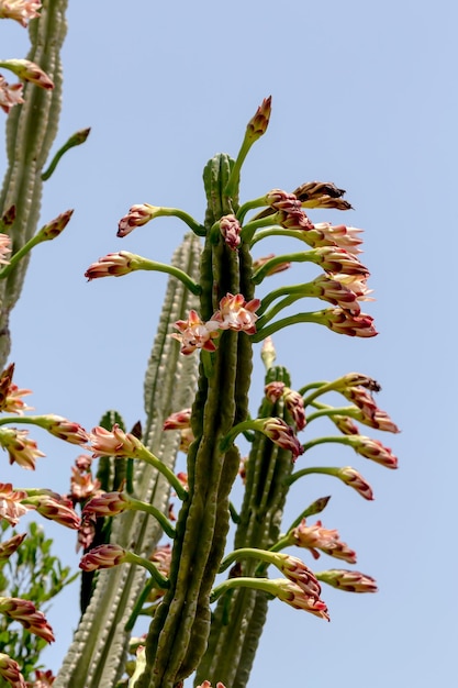 El primer plano de cactus Cereus