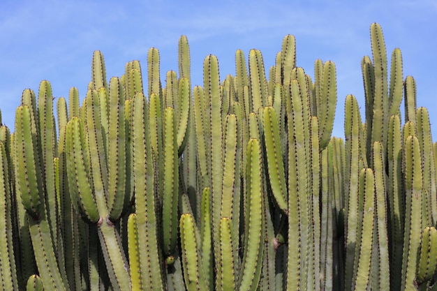 Primer plano de un cactus contra el cielo
