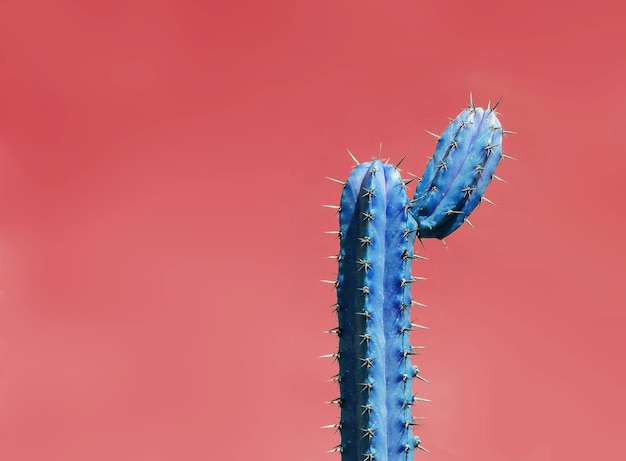 Primer plano de un cactus contra un fondo rojo