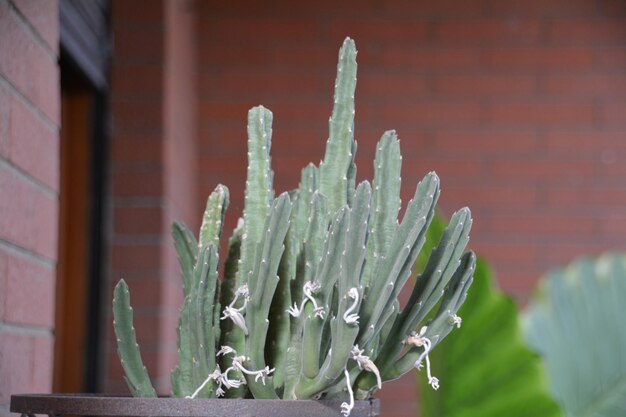 Foto primer plano de un cactus contra una pared borrosa