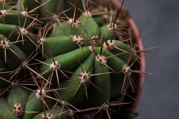 Primer plano de cactus espinas.