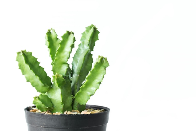 Primer plano de cactus en forma de largas espinas sobre fondo blanco de ollas de barro