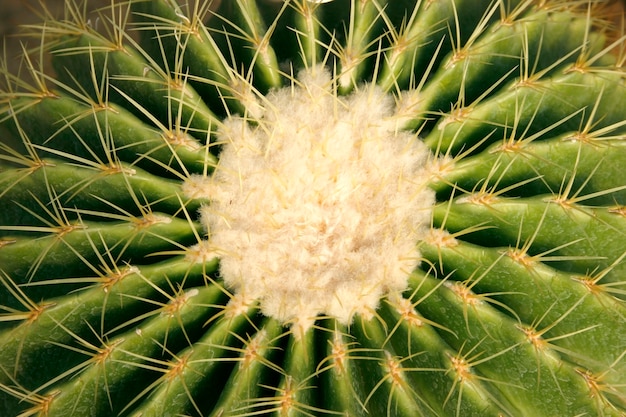 Primer plano de cactus con largas espinas