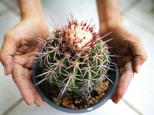 Foto primer plano de un cactus en la mano