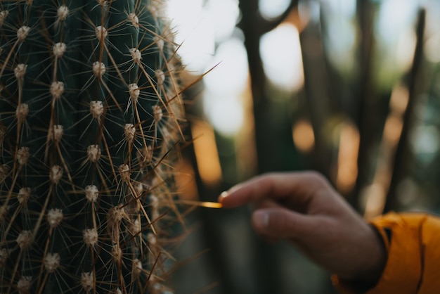 Foto primer plano de un cactus en la mano