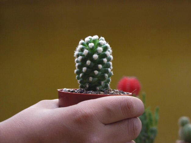 Foto primer plano de un cactus en la mano