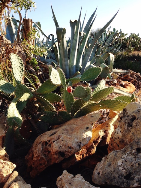 Foto un primer plano de un cactus en medio de las rocas