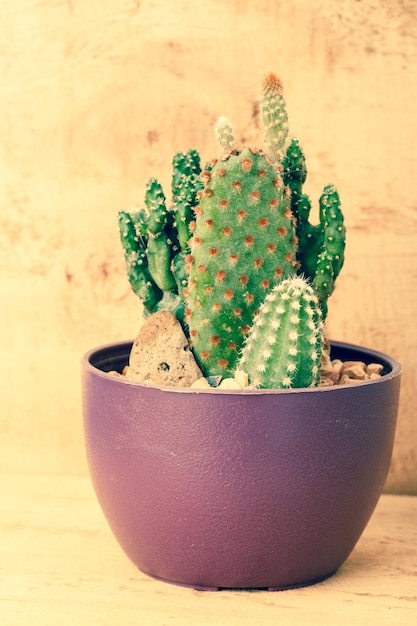 Un primer plano de un cactus en la mesa