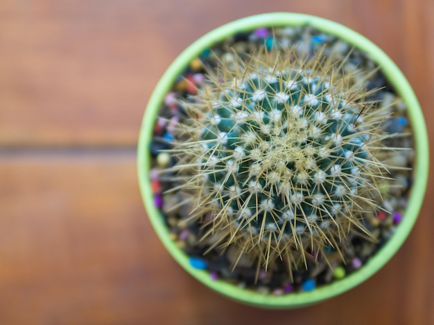 Foto un primer plano de un cactus en la mesa