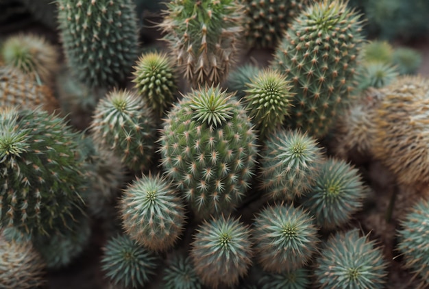 Un primer plano de un cactus con muchas pequeñas flores verdes.
