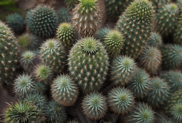 Un primer plano de un cactus con muchas pequeñas flores verdes.