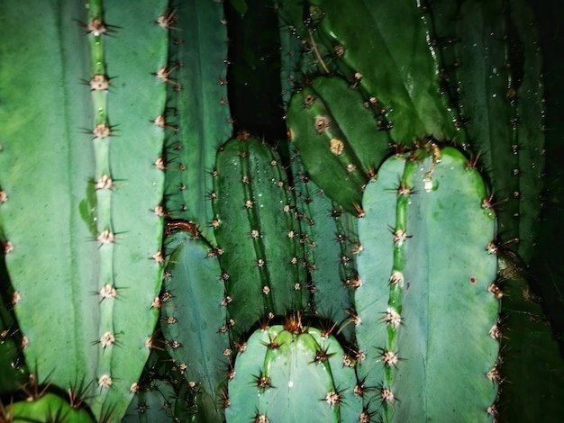 Primer plano de los cactus por la noche