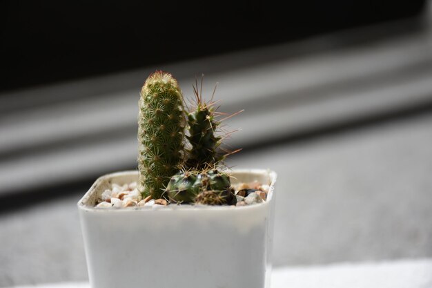 Foto un primer plano de un cactus en una olla