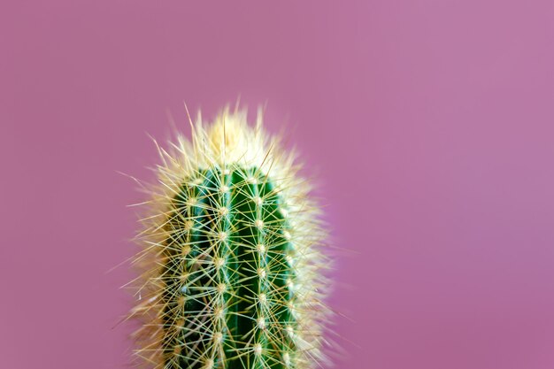 Primer plano de cactus en una pared de color