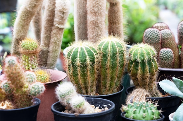 Foto un primer plano del cactus parodia magnifica y otros tipos de cactus en una olla