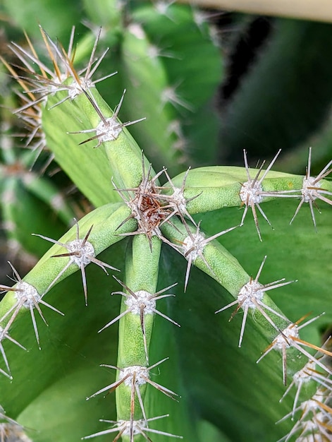 Un primer plano de un cactus con la parte superior del tallo y la parte superior del tallo