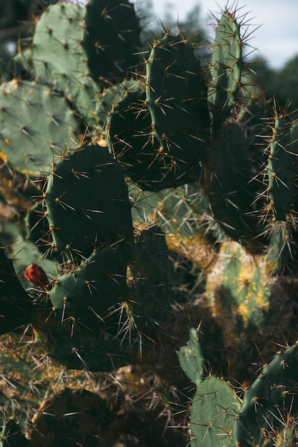 Un primer plano del cactus de la pera espinosa