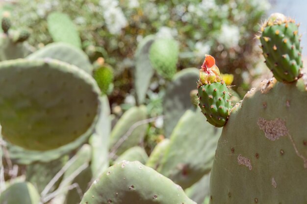 Un primer plano del cactus de la pera espinosa