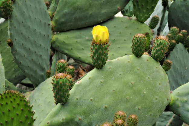 Un primer plano del cactus de la pera espinosa