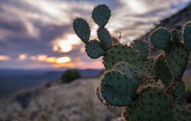 Un primer plano del cactus de la pera espinosa