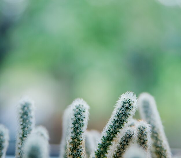 Primer plano de cactus de planta de interior jugosa. La textura de un cactus espinoso.