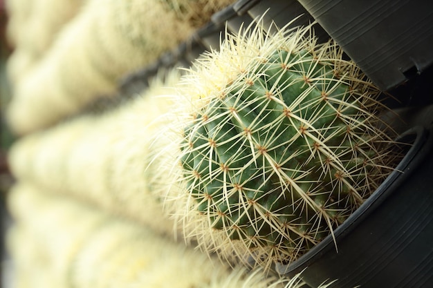 Un primer plano de un cactus en una planta en maceta