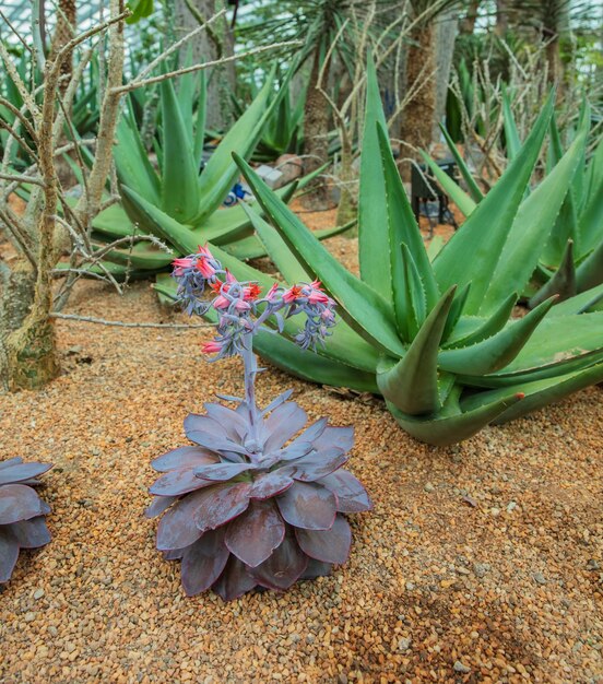 primer plano de cactus plantado en un jardín botánico.